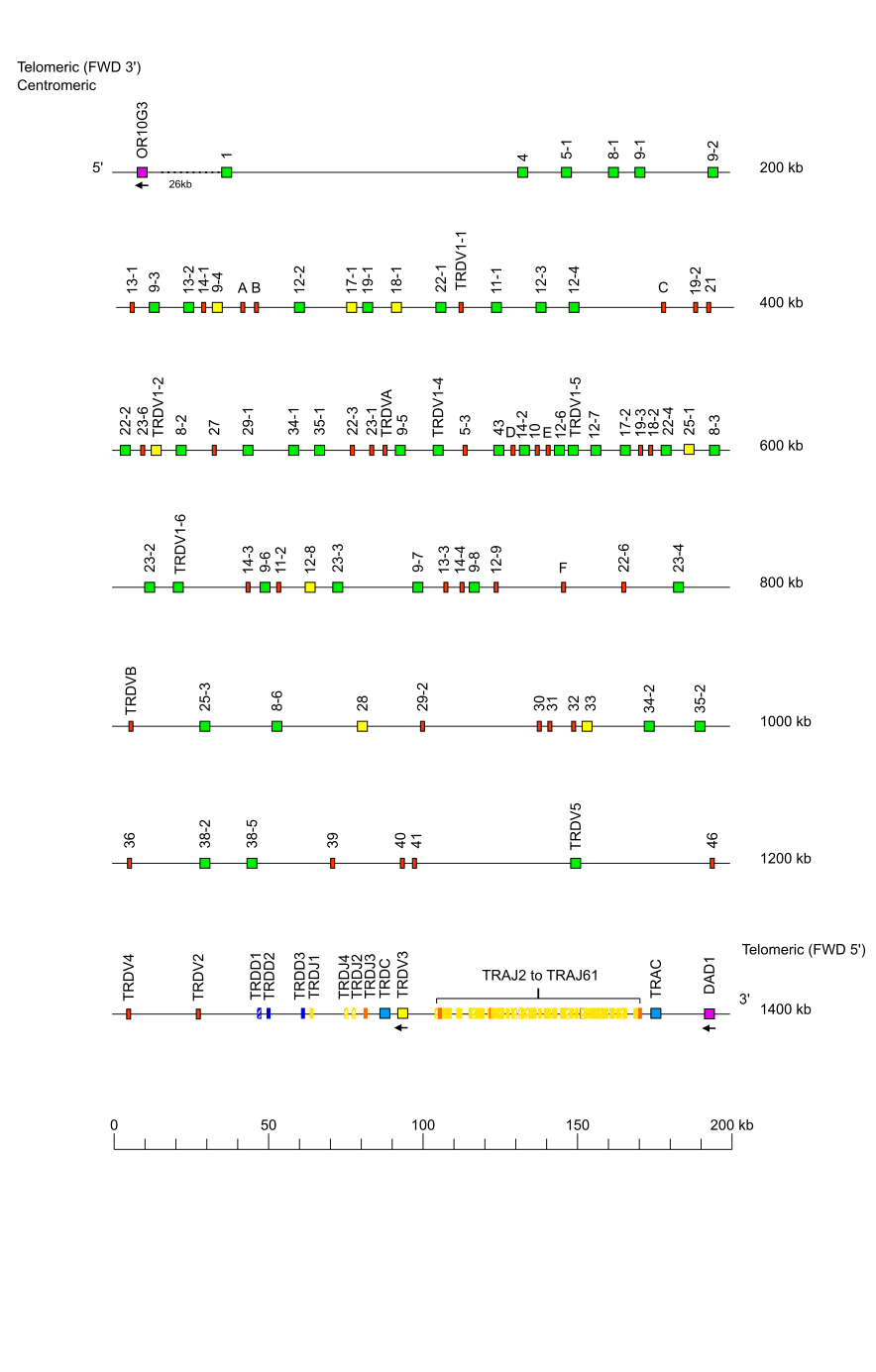 Locus representation Naked mole-rat (<em>Heterocephalus glaber</em>) TRA/TRD locus on chromosome 2  assembly Naked mole-rat_maternal